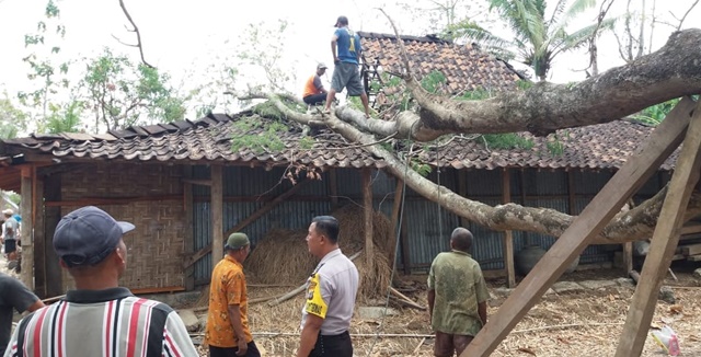 Sempat Disangka Gempa Bumi Pohon Besar Tumbang  Hancurkan 