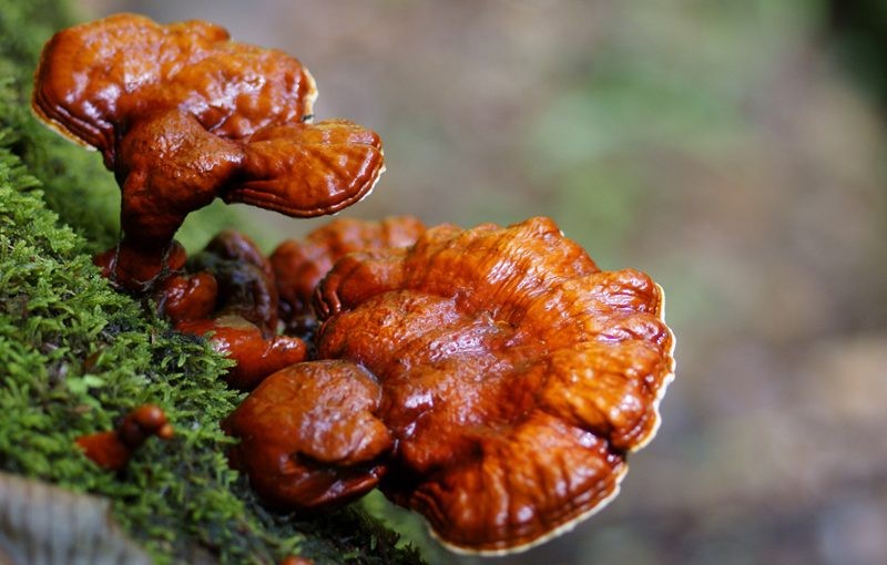 Lima Jenis Jamur Baik Yang Lezat Dikonsumsi