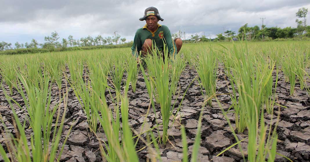 Kekeringan Mulai Berdampak, Ratusan Hektar Lahan Pertanian di 10