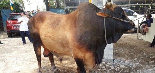 Masjid Di Desa Ini Dapat Bantuan Sapi Kurban Seberat 11 Ton