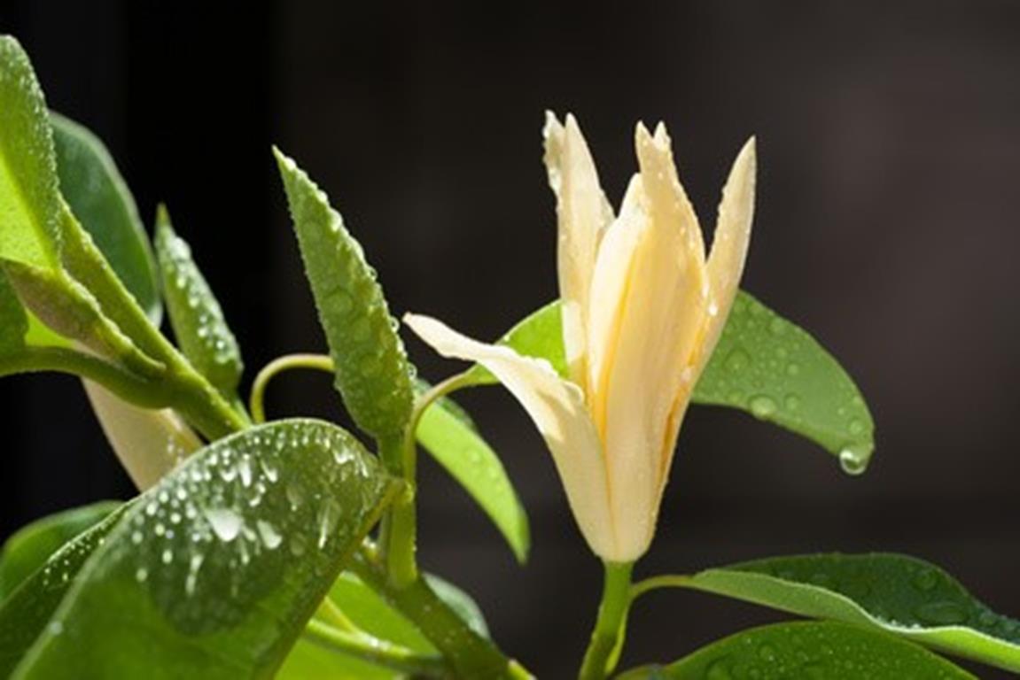 Enam Manfaat Bunga Kantil Untuk Kesehatan Pidjar Com