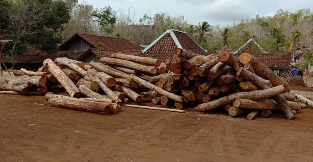 Kayu jati banyak ditemukan di wilayah