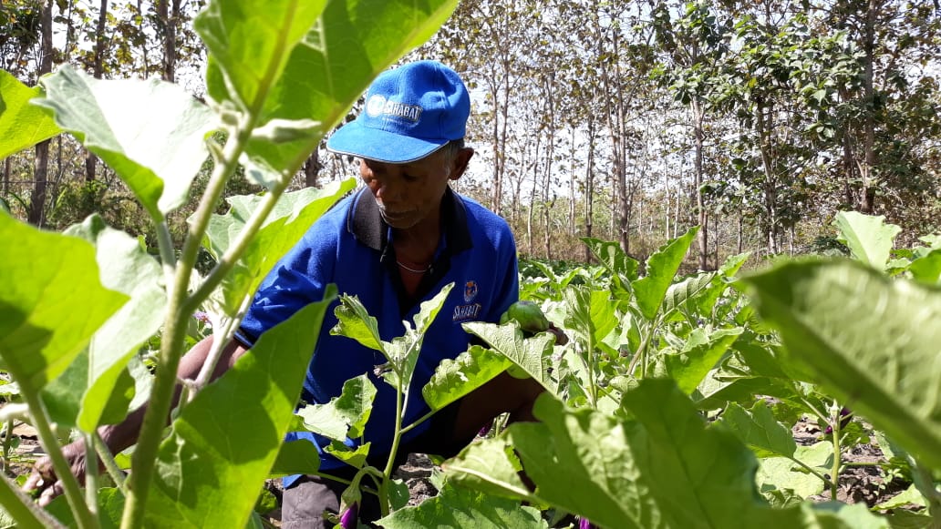 Budidaya Terong  Jadi Alternatif Petani  Tetap Produktif di 